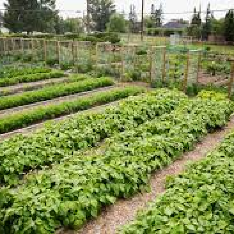 community garden